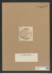 Diatomeae indet. Zeichnungen Sammlung Grunow Nr. 7538 (NHMW-BOT-W0376678)